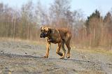 CANE CORSO 750
